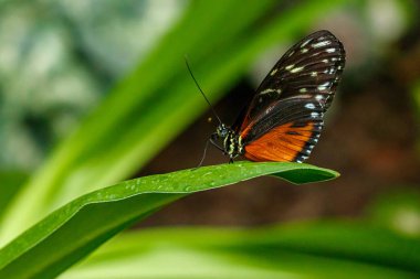 makro güzel kelebek Danaus chrysippus