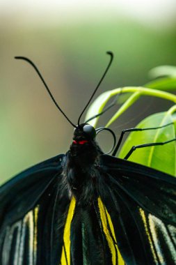 makro güzel kelebek Troides radamanthus 