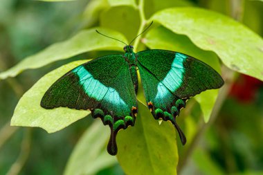 makro güzel kelebek Papilio palinurus
