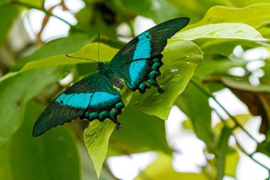 makro güzel kelebek Papilio palinurus