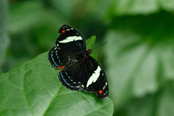マクロ美しい蝶パピリオエーゲウス — ストック写真