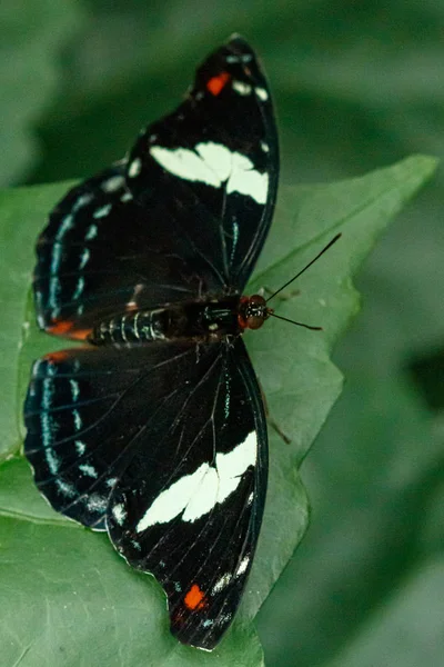Makró gyönyörű pillangó Papilio Aigeusz — Stock Fotó
