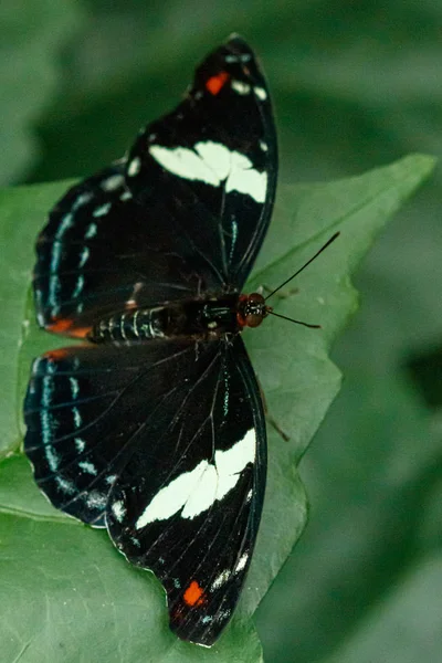 Macro beautiful butterfly Papilio aegeus — Stock Photo, Image