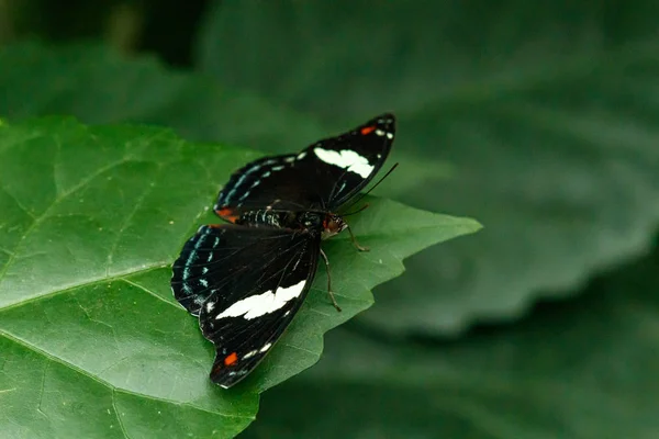 Makro piękny motyl Papilio aegeus — Zdjęcie stockowe