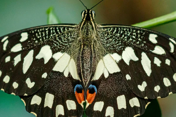 Makró gyönyörű pillangó Papilio demoleus — Stock Fotó