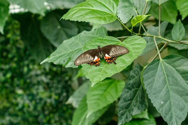 Makró gyönyörű pillangó Papilio alacsony — Stock Fotó