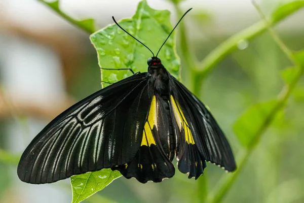 makro güzel kelebek Troides radamanthus 
