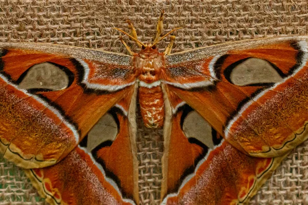 マクロ美しい蝶アッタカス・ロルキン — ストック写真