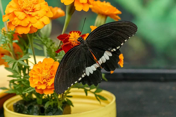 makro güzel kelebek Papilio polites