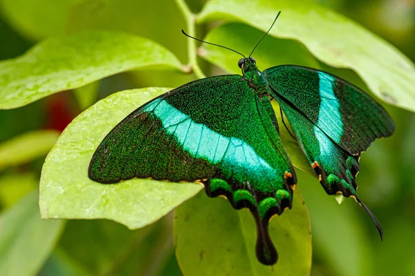 Macro hermosa mariposa Papilio palinurus — Foto de Stock