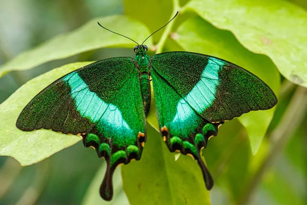 Macro hermosa mariposa Papilio palinurus — Foto de Stock