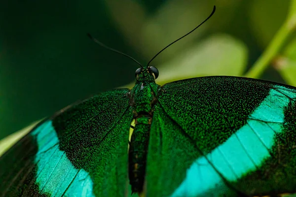 Macro beautiful butterfly Papilio palinurus — Stock Photo, Image