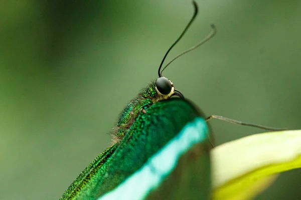 Macro beautiful butterfly Papilio palinurus — Stock Photo, Image