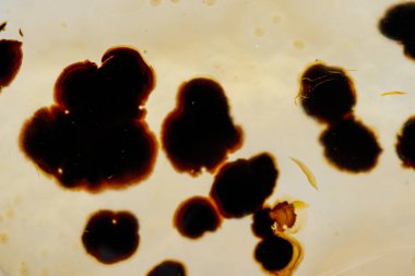 beyaz arka plan yakın çekim makro mineral taş Agata muschiata