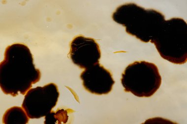 beyaz arka plan yakın çekim makro mineral taş Agata muschiata