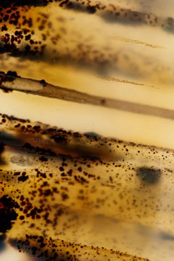 beyaz arka plan yakın çekim makro mineral taş Agata muschiata