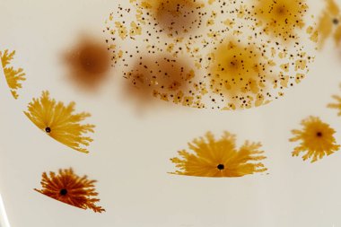 beyaz arka plan yakın çekim makro mineral taş Agata muschiata