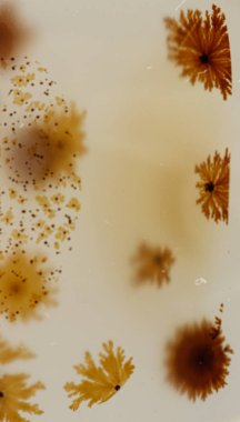 beyaz arka plan yakın çekim makro mineral taş Agata muschiata