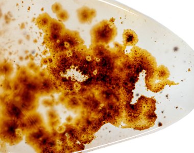 beyaz arka plan yakın çekim makro mineral taş Agata muschiata