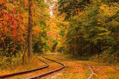 Eski bir tramvayın geçtiği sonbahar ormanı (Ukrayna)