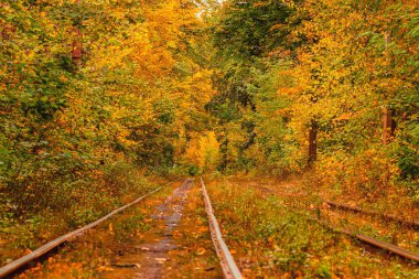 Eski bir tramvayın geçtiği sonbahar ormanı (Ukrayna)
