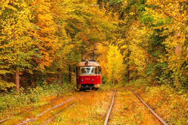 Eski bir tramvayın geçtiği sonbahar ormanı (Ukrayna)