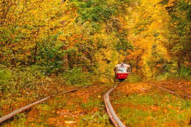 Eski bir tramvayın geçtiği sonbahar ormanı (Ukrayna)