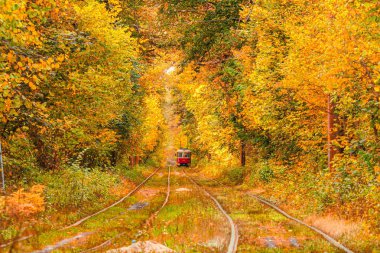 Eski bir tramvayın geçtiği sonbahar ormanı (Ukrayna)