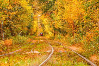 Eski bir tramvayın geçtiği sonbahar ormanı (Ukrayna)
