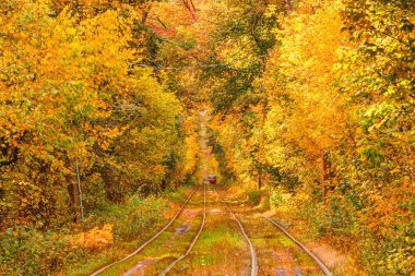 Eski bir tramvayın geçtiği sonbahar ormanı (Ukrayna)