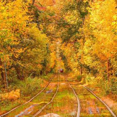 Eski bir tramvayın geçtiği sonbahar ormanı (Ukrayna)