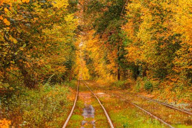 Eski bir tramvayın geçtiği sonbahar ormanı (Ukrayna)