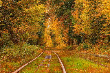 Eski bir tramvayın geçtiği sonbahar ormanı (Ukrayna)
