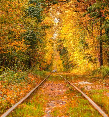 Eski bir tramvayın geçtiği sonbahar ormanı (Ukrayna)