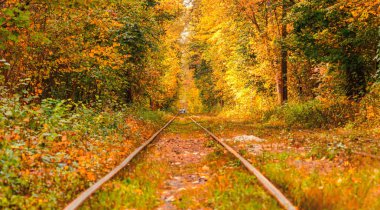 Eski bir tramvayın geçtiği sonbahar ormanı (Ukrayna)