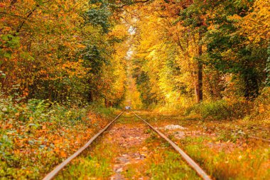 Eski bir tramvayın geçtiği sonbahar ormanı (Ukrayna)