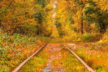 Eski bir tramvayın geçtiği sonbahar ormanı (Ukrayna)