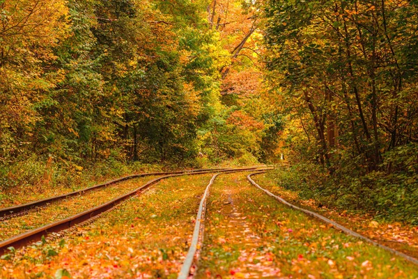 Eski bir tramvayın geçtiği sonbahar ormanı (Ukrayna)
