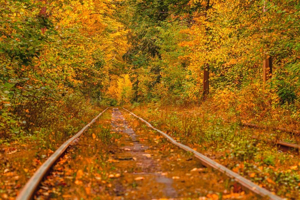 Floresta de outono através da qual um velho eléctrico passeios (Ucrânia ) — Fotografia de Stock
