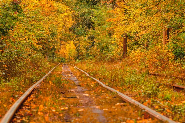 Eski bir tramvayın geçtiği sonbahar ormanı (Ukrayna)