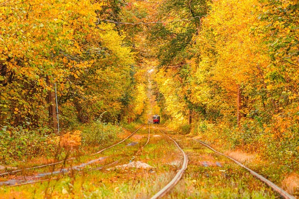 Jesienny las, przez który przejeżdża stary tramwaj (Ukraina) — Zdjęcie stockowe