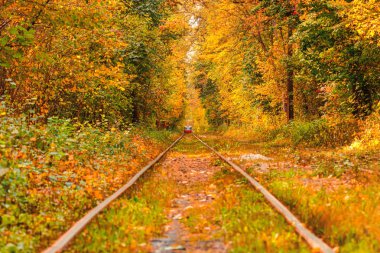 Eski bir tramvayın geçtiği sonbahar ormanı (Ukrayna)