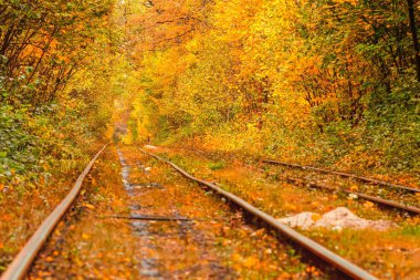 Eski bir tramvayın geçtiği sonbahar ormanı (Ukrayna)