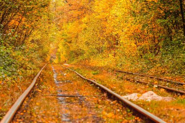 Eski bir tramvayın geçtiği sonbahar ormanı (Ukrayna)