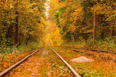 Eski bir tramvayın geçtiği sonbahar ormanı (Ukrayna)