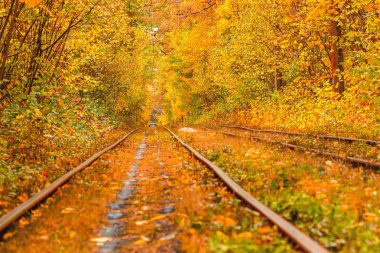 Eski bir tramvayın geçtiği sonbahar ormanı (Ukrayna)