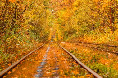 Eski bir tramvayın geçtiği sonbahar ormanı (Ukrayna)