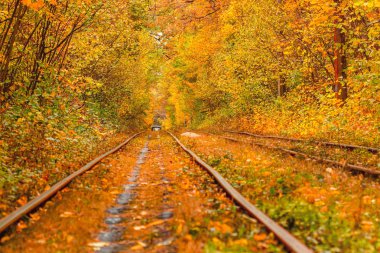 Eski bir tramvayın geçtiği sonbahar ormanı (Ukrayna)