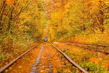 Eski bir tramvayın geçtiği sonbahar ormanı (Ukrayna)
