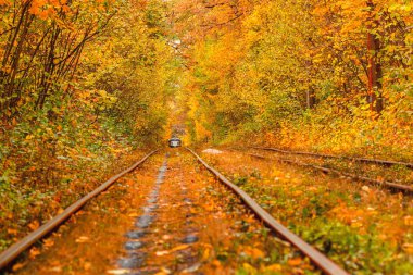 Eski bir tramvayın geçtiği sonbahar ormanı (Ukrayna)